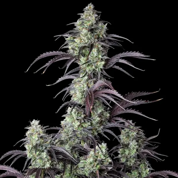 Mimosa Cake Auto Cannabis Seeds by Fastbuds