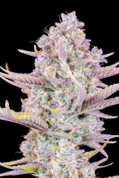 Purple Punch Auto FastBuds
