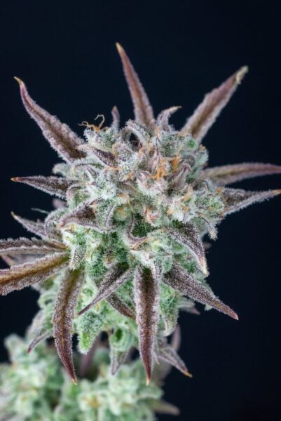 Strawberry Banana Auto FastBuds
