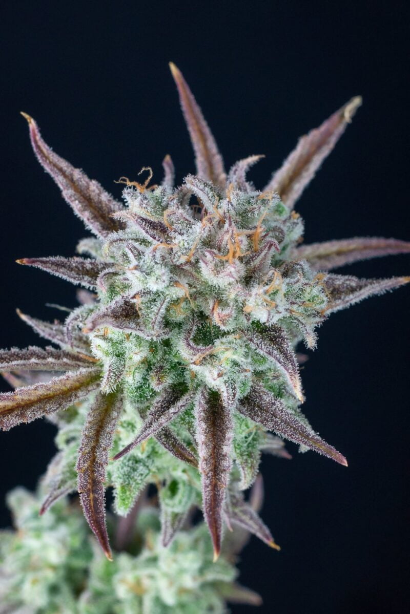 Strawberry Banana Auto FastBuds
