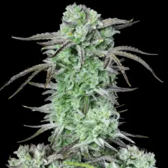 Strawberry Banana Auto Cannabis Seeds by Fastbuds
