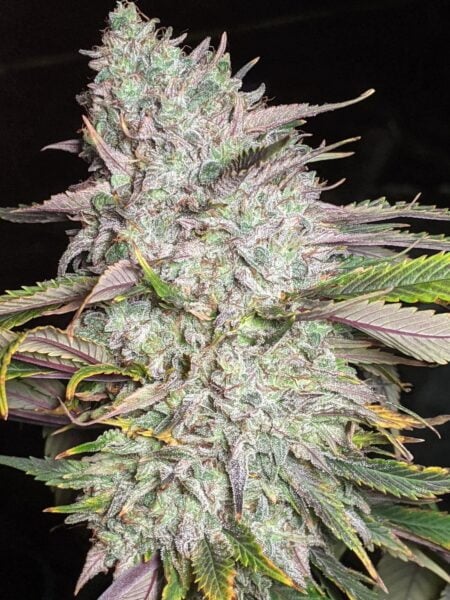 Twenty20 Mendocino Trizkit Auto