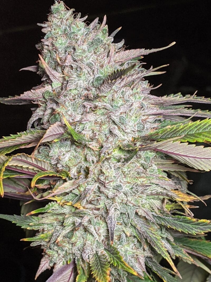 Twenty20 Mendocino Trizkit Auto