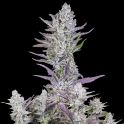 Wedding Glue Auto Cannabis Seeds by Fastbuds