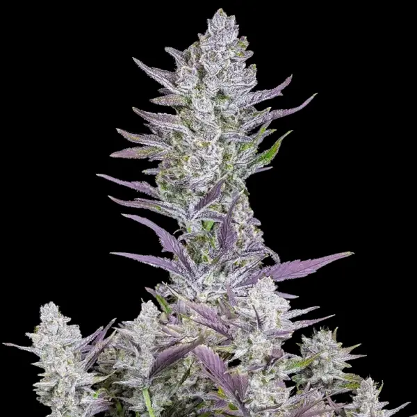 Wedding Glue Auto Cannabis Seeds by Fastbuds
