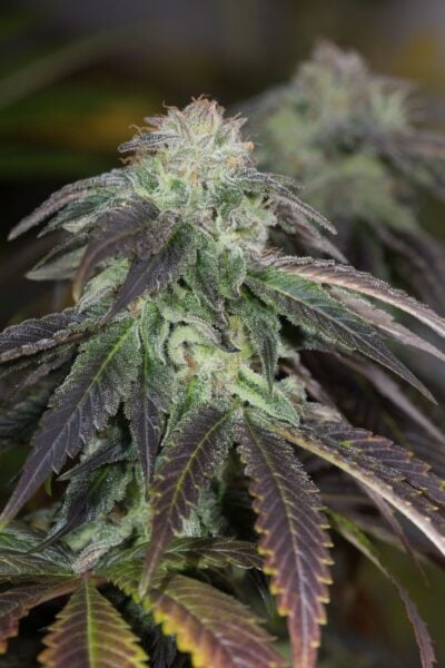 OG Kush Humboldt Seed Co
