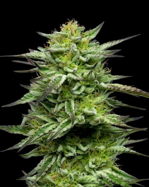 Mountaintop Mints Humboldt Seed Co