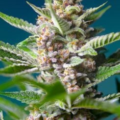 Close-up of a flowering Purple Punch OG (F) cannabis plant with a purplish hue, covered in trichomes, and surrounded by green leaves against a blue background.