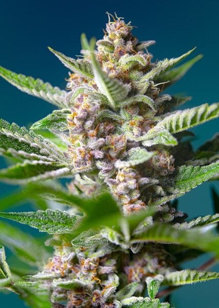 Close-up of a flowering Purple Punch OG (F) cannabis plant with a purplish hue, covered in trichomes, and surrounded by green leaves against a blue background.