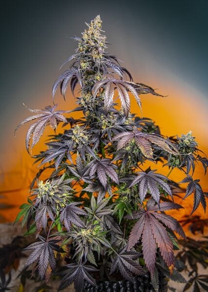 A mature Red Gorilla Girl XL Auto with dark purple leaves and dense, frosty buds is shown against a gradient orange to dark background.