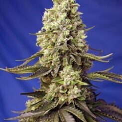 Close-up of a Runtz XL Auto cannabis plant with densely packed buds and serrated leaves against a plain blue background.