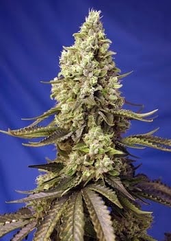 Close-up of a Runtz XL Auto cannabis plant with densely packed buds and serrated leaves against a plain blue background.