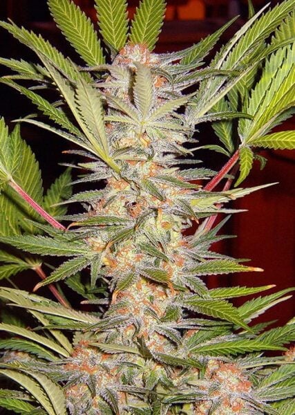 Close-up of a S.A.D. F1 FAST AKA Sweet Afgani Delicious FAST cannabis plant with visible buds and green serrated leaves. The frosty trichomes on the buds add to its striking appearance.