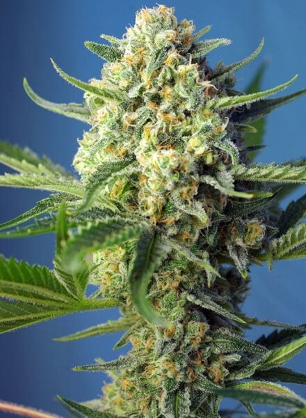 Close-up of a S.A.D. AKA Sweet Afgani Delicious Auto cannabis plant, showcasing dense, trichome-covered buds and leaves against a blue background.