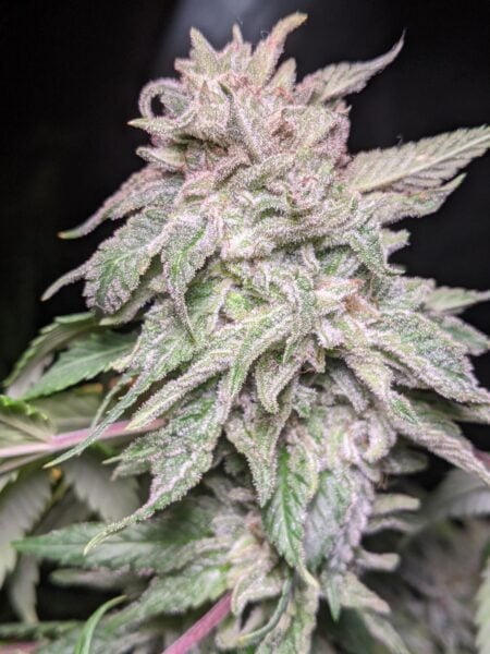 Twenty20 Mendocino X-Factor OG Auto (formerly Snow-G Auto)