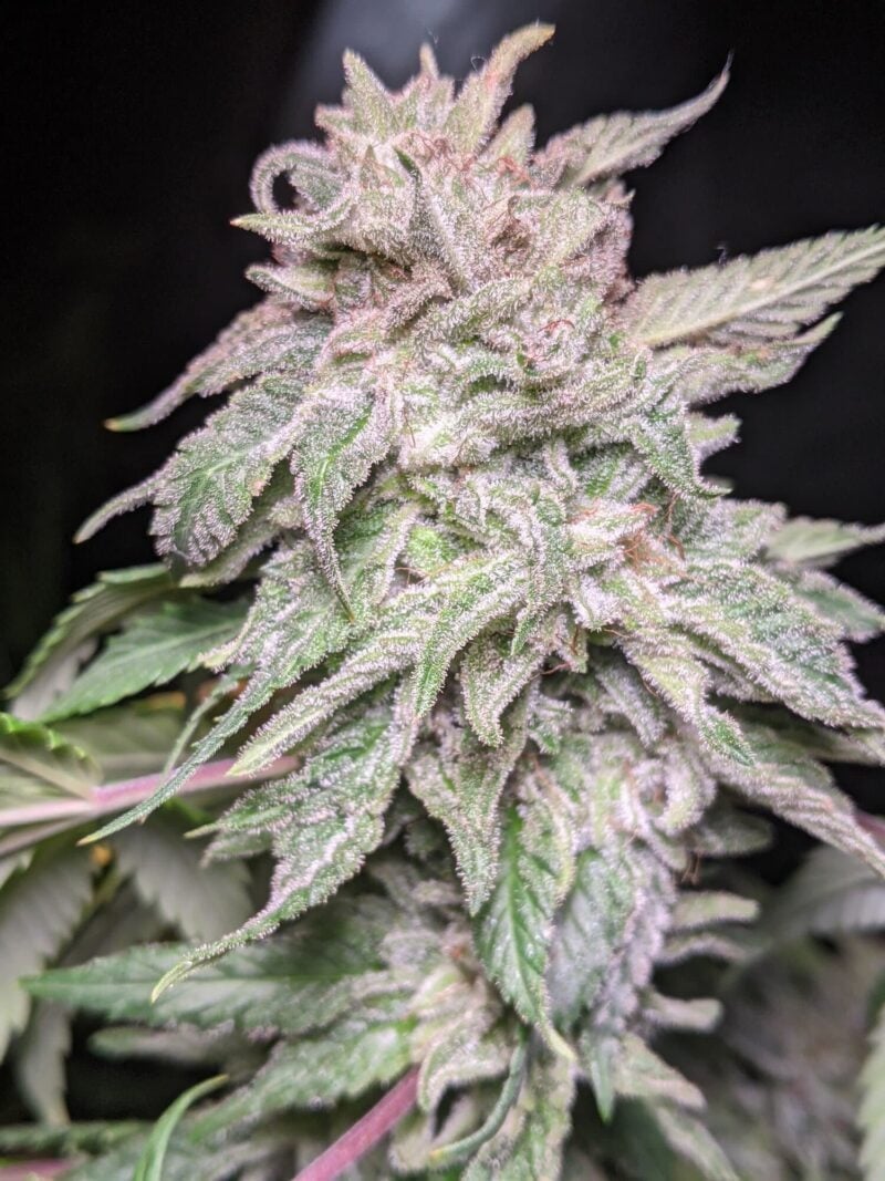 Twenty20 Mendocino X-Factor OG Auto (formerly Snow-G Auto)