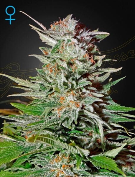 Greenhouse Seed Co. Super Lemon Haze Auto
