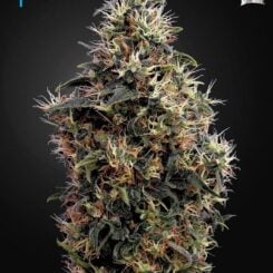 Greenhouse Seed Co. Sweet Mango Auto