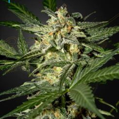 Greenhouse Seed Co. White Widow Auto