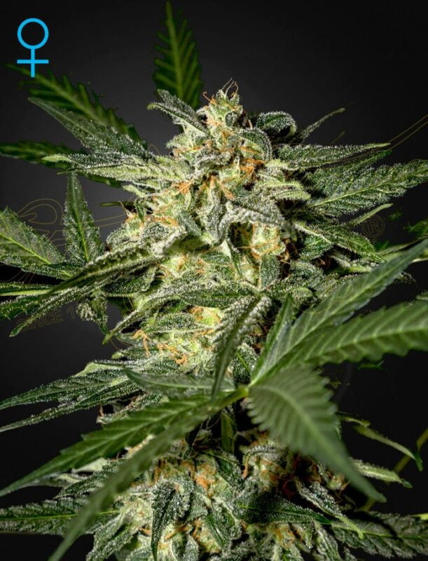 Greenhouse Seed Co. White Widow Auto