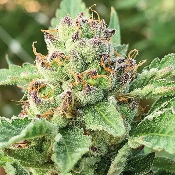 apple blossom feminized cannabis seesd by humboldt seed co