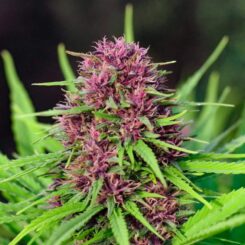 Close-up of a Frisian Dew (F) cannabis plant with purple and green buds, surrounded by lush green leaves.
