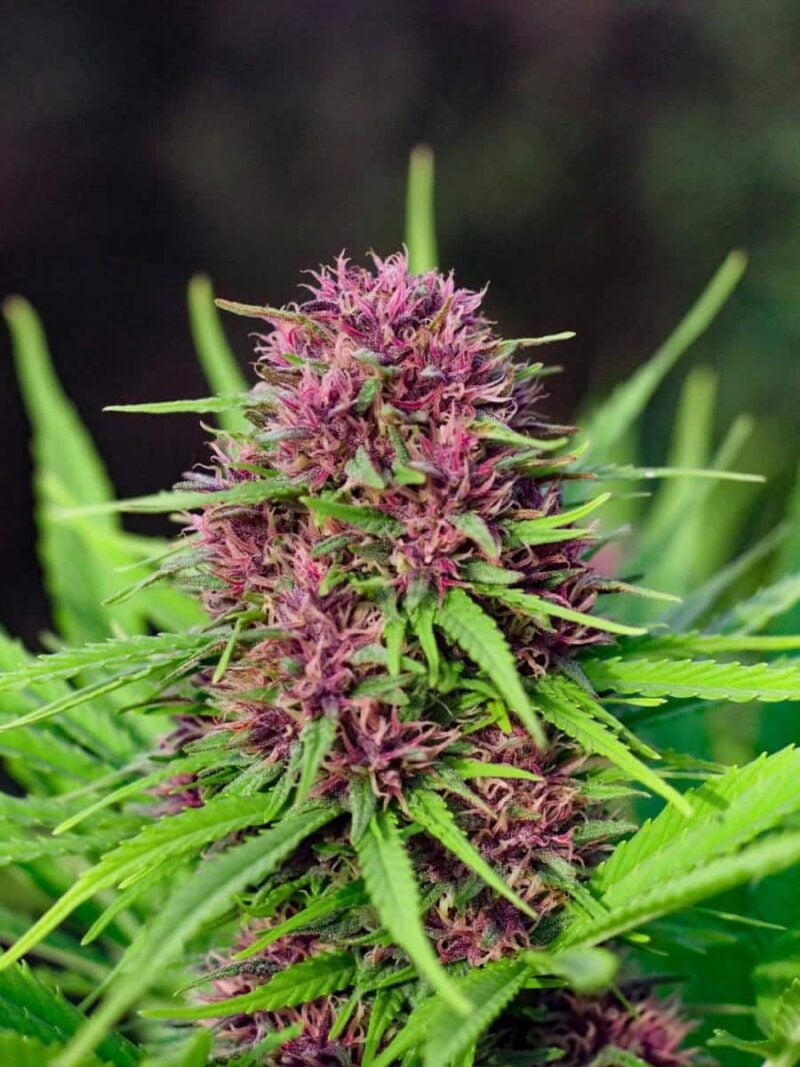 Close-up of a Frisian Dew (F) cannabis plant with purple and green buds, surrounded by lush green leaves.