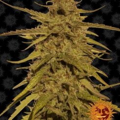 Pineapple Haze Barney's Farm