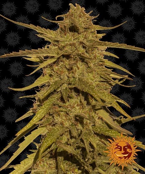 Pineapple Haze Barney's Farm