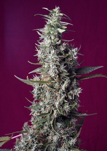 A tall cannabis plant with dense, frosty buds stands proudly against a plain purple background, reminiscent of the sweet allure of Sweet Cherry Pie (F).