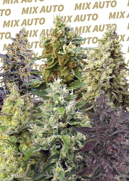 A variety of cannabis plants in different stages of growth and colors with the words "Sweet Mix Auto" repeatedly written in the background.