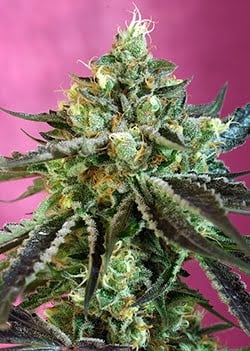 Close-up of a Sweet Nurse CBD Auto cannabis plant with dense, resinous buds and green leaves featuring purple highlights against a pink background.