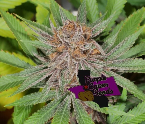 Close-up image of a cannabis plant with dense, frosty buds and green leaves, labeled "Blackberry Runtz Cake Auto (F)." A logo on the bottom right reads "Purple Caper Seeds.