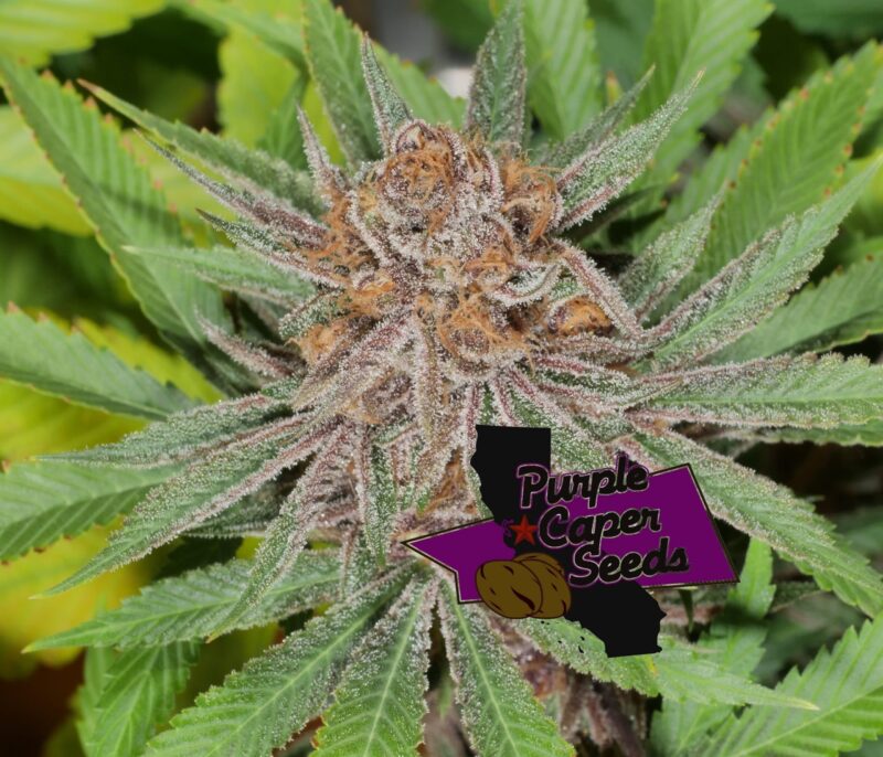 Close-up image of a cannabis plant with dense, frosty buds and green leaves, labeled "Blackberry Runtz Cake Auto (F)." A logo on the bottom right reads "Purple Caper Seeds.