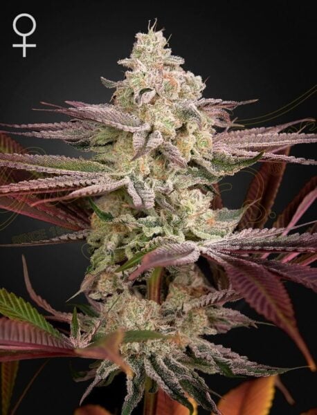 Greenhouse Seed Co. Chemical Bride