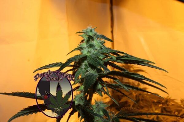 A cannabis plant with green leaves and buds is pictured against a yellowish background. The logo "Purple Caper Seeds" is overlaid on the image, showcasing their renowned yet DISCONTINUED Chocolate OG (R) strain.