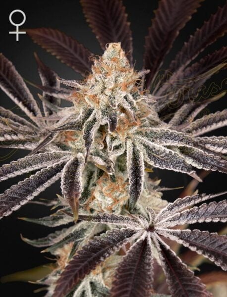 Greenhouse Seed Co. Dark Phoenix