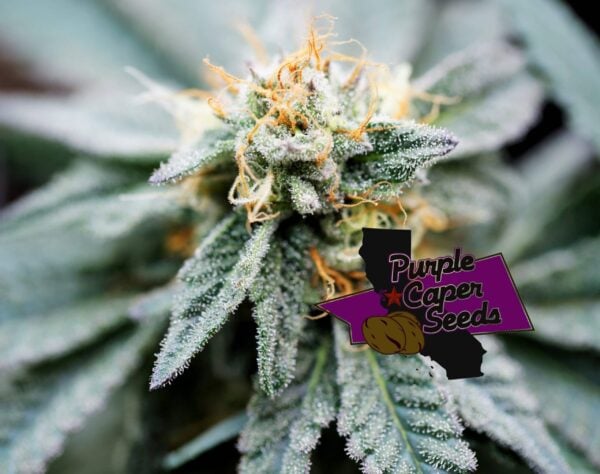 Close-up of a marijuana plant covered in trichomes with a logo for "Purple Caper Seeds" superimposed on the bottom right. Highlighting the renowned, yet discontinued, DISCONTINUED Gold Runtz Cake Auto (F) strain.