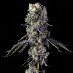 Grandpas Cookies R1 Cannabis Seeds by Ethos Genetics