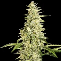 Inzane Auto Cannabis Seeds by Ethos Genetics