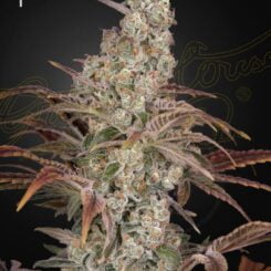 Greenhouse Seed Co. Jack's Dream