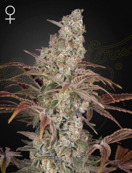 Greenhouse Seed Co. Jack's Dream