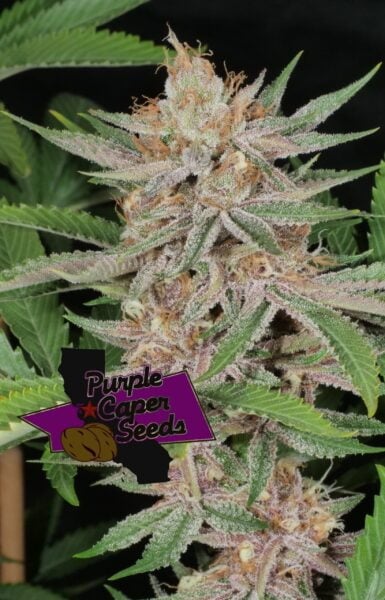 Close-up of a cannabis plant with dense, frosty buds and purple hues. The plant has green serrated leaves. A logo with "Purple Caper Seeds" is superimposed in the bottom left corner, highlighting the DISCONTINUED Lilac Runtz Cake Auto (F) strain.