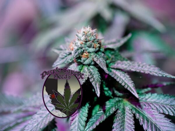 Close-up image of a cannabis plant with purple-hued leaves and a prominent flower bud, labeled "Mjolnir Runtz Cake Auto (F)," featuring the logo "Purple Caper Seeds" with a marijuana leaf and a city skyline.