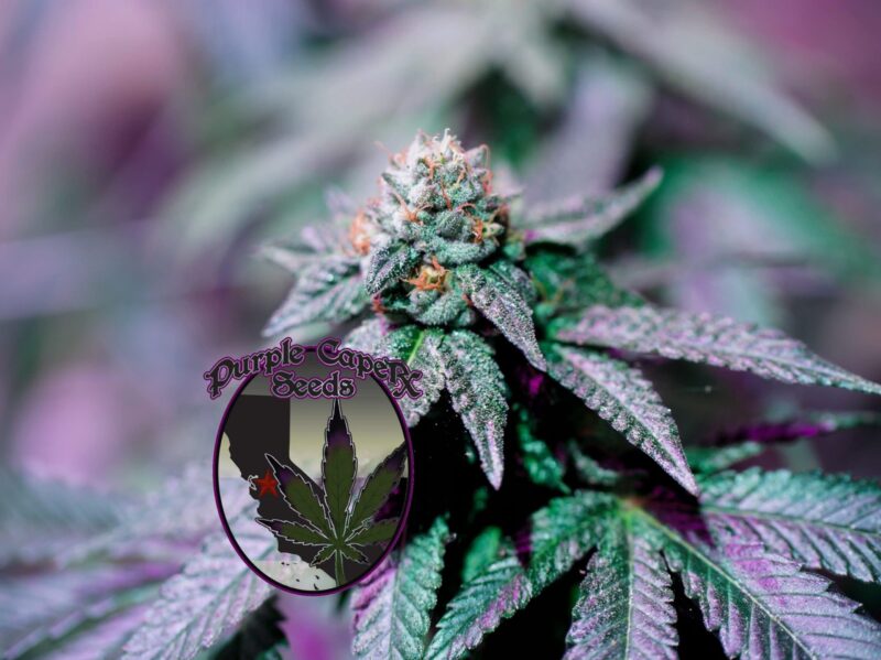 Close-up image of a cannabis plant with purple-hued leaves and a prominent flower bud, labeled "Mjolnir Runtz Cake Auto (F)," featuring the logo "Purple Caper Seeds" with a marijuana leaf and a city skyline.