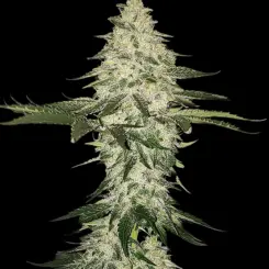 Planet of the Grapes Auto Cannabis Seeds by Ethos Genetics