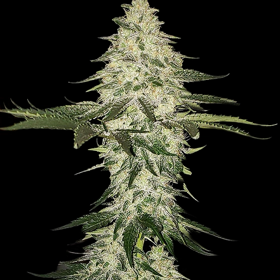 Planet of the Grapes Auto Cannabis Seeds by Ethos Genetics