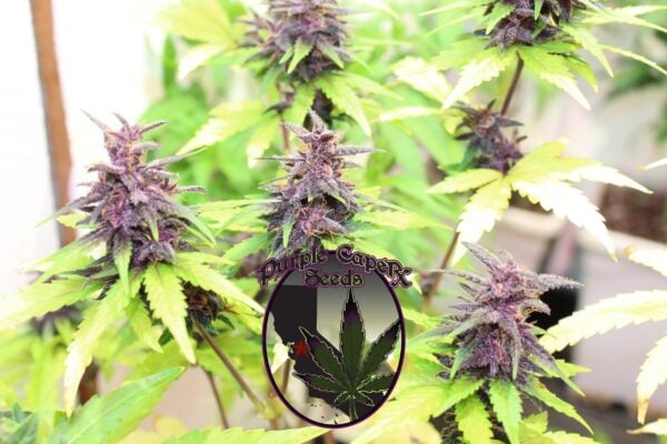 Image of several cannabis plants with purple buds and green leaves, accompanied by a logo reading "Purple Caper Seeds" featuring a marijuana leaf and cityscape background. One plant stands out as the Purple Runtz Cake Auto (F), flaunting vibrant hues and exceptional growth.