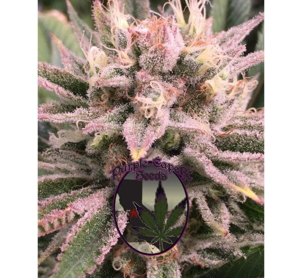 Close-up of a cannabis flower covered in trichomes with a "Purple Caper Seeds" logo overlaying part of the image at the bottom center, showcasing the vibrant hues and resinous beauty of Red Runtz Cake Auto (F).