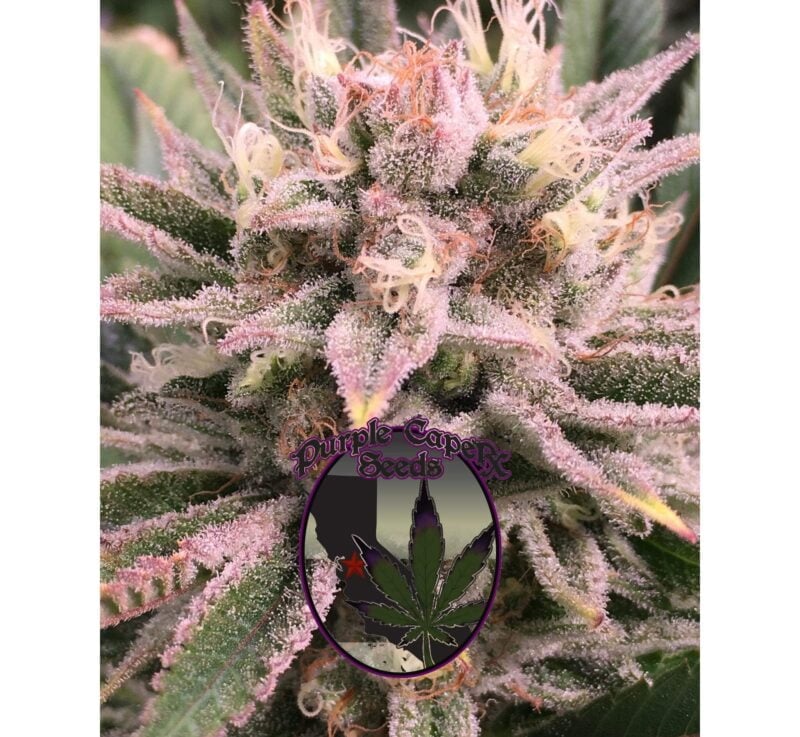 Close-up of a cannabis flower covered in trichomes with a "Purple Caper Seeds" logo overlaying part of the image at the bottom center, showcasing the vibrant hues and resinous beauty of Red Runtz Cake Auto (F).